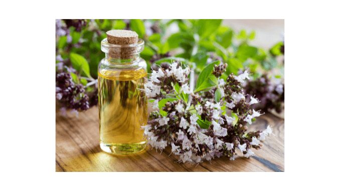 Oregano essential oil