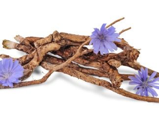 Benefits of Chicory roots