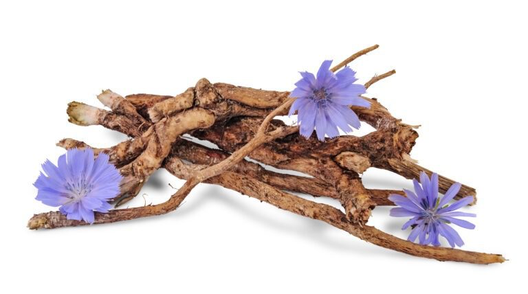 Benefits of Chicory roots