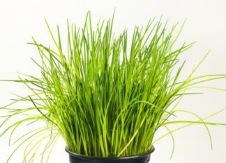 Chives health benefits