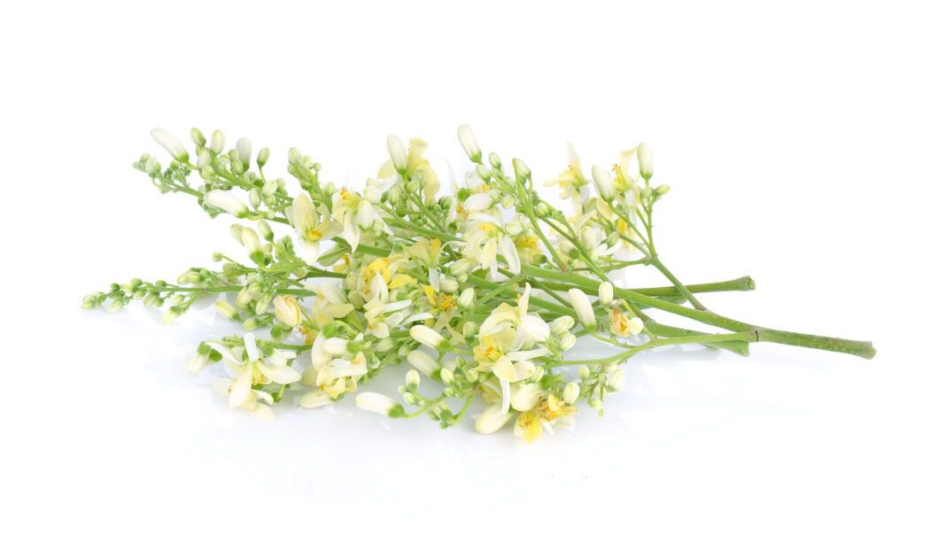 Moringa flower benefits