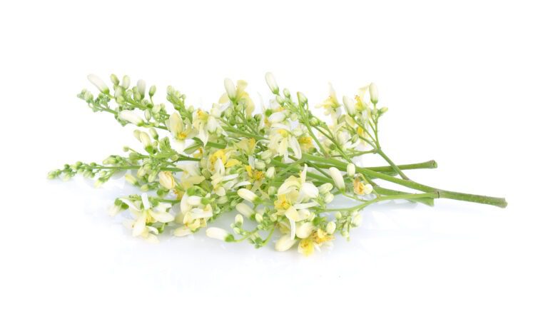 Moringa flower benefits