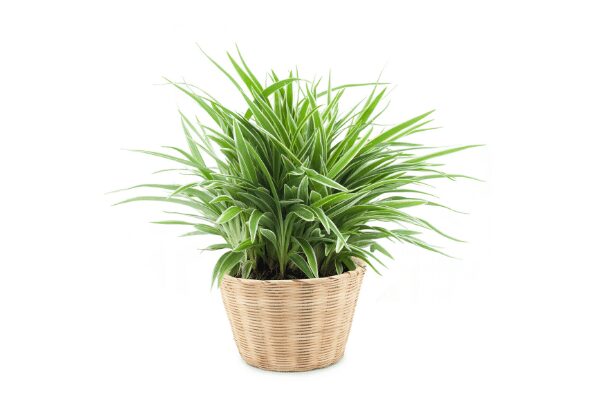 spider plant health benefits