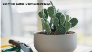 Bunny ear cactus (Opuntia microdasys)