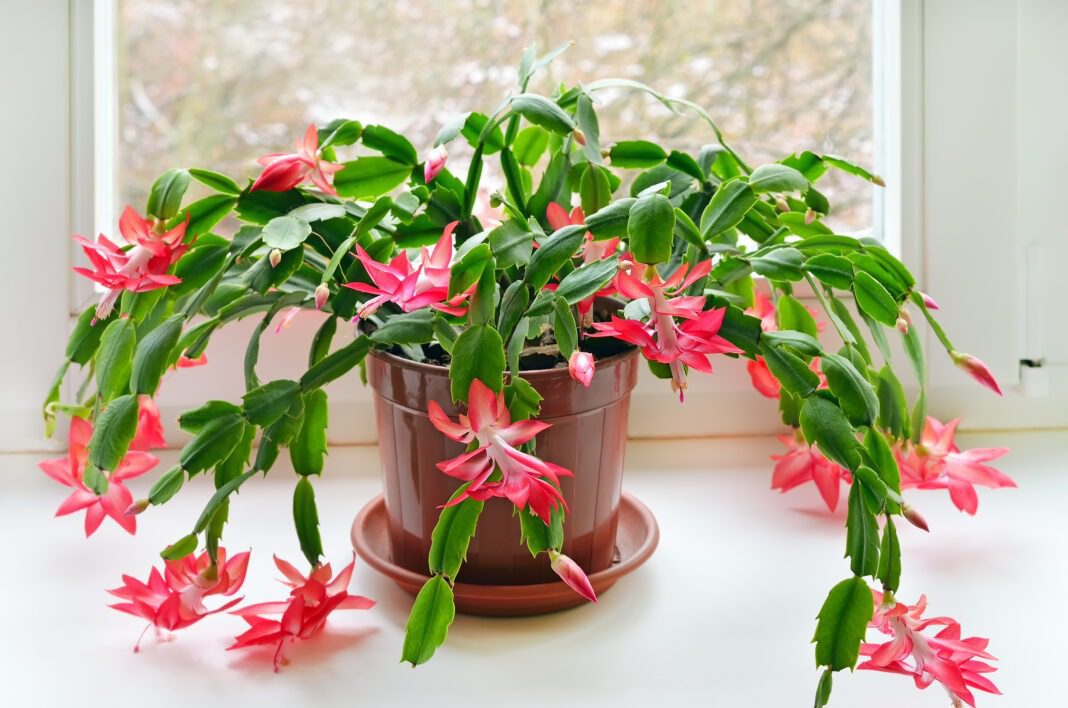 Christmas cactus care