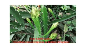 Fairy Castle Cactus (Acanthocereus tetragonus or Cereus tetragonus
