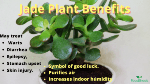 Benefits of jade plant