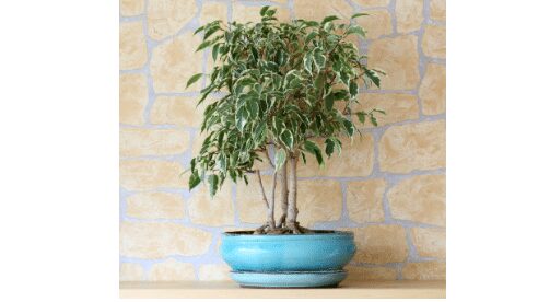 Are ficus plants hot sale poisonous to dogs