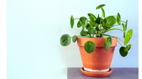 Chinese money plant