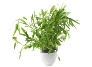 French tarragon plant