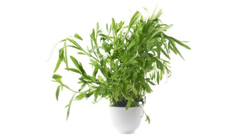 French tarragon plant