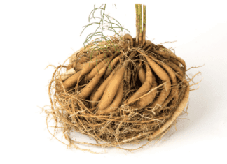 Shatavari root benefits