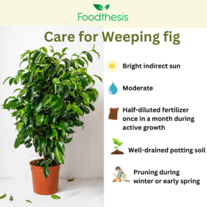 Weeping fig care
