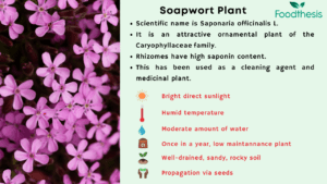 care for soapwort plant