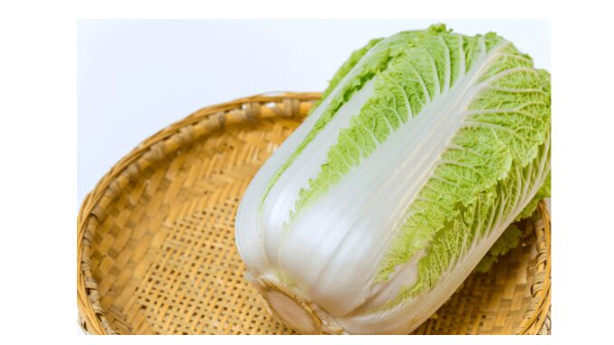 Napa cabbage