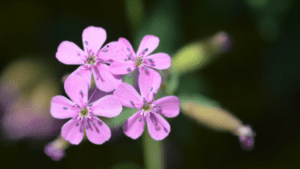 Soapwort - flower