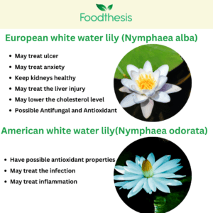 White water lily types