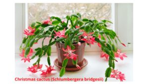 Christmas cactus (Schlumbergera bridgesii)