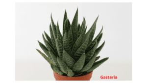 Gasteria (Family: Asphodelaceae)