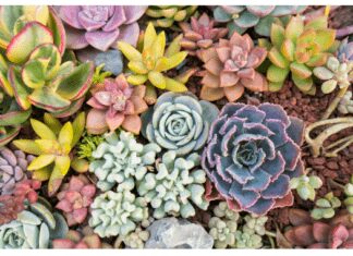 Types of low light succulents