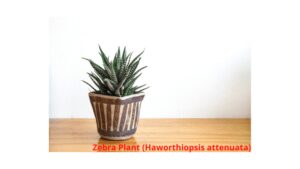 Zebra Plant (Haworthiopsis attenuata)