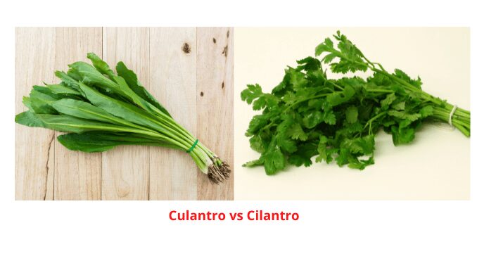 Culantro vs Cilantro