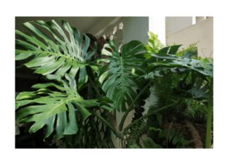 Swiss cheese plant (Monstera deliciosa)