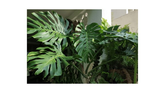 Swiss cheese plant (Monstera deliciosa)