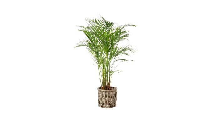 Areca palm care