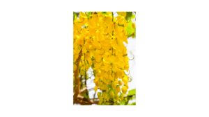 Golden shower tree flower
