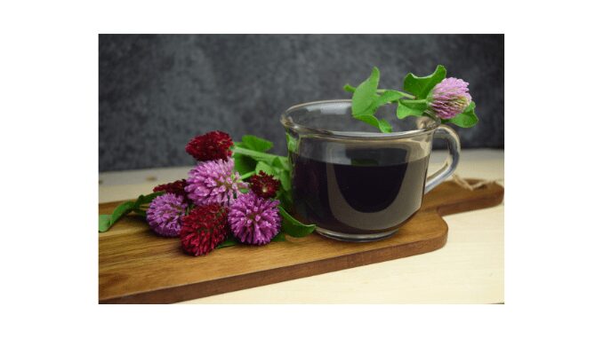 Red clover tea and its benefits 