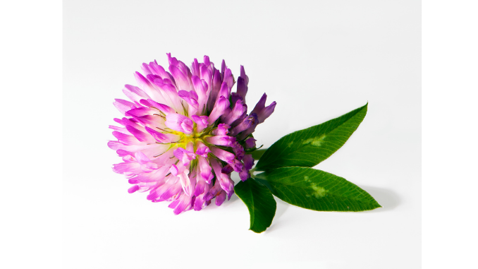 Red clover benefits