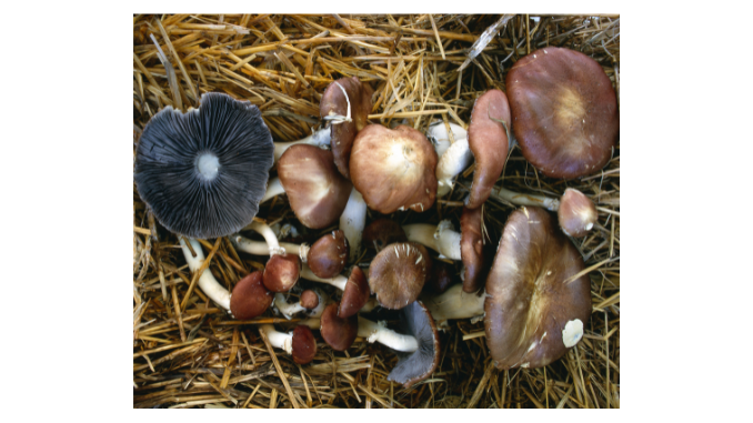 Stropharia rugosoannulata 