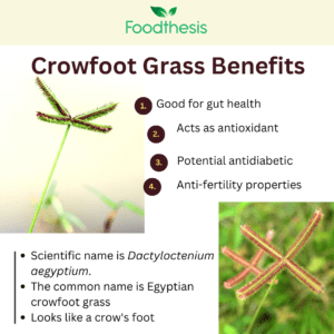 Crowfoot grass benefits