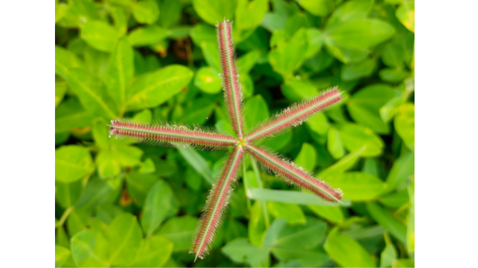 crowfoot grass