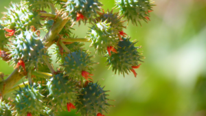 Castor fruits