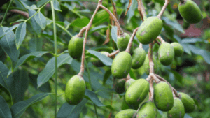 Spondias pinnata fruits in a tree