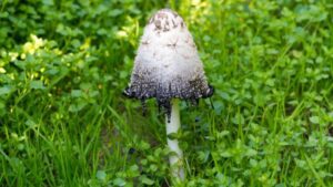 Coprinus comatus Appearance