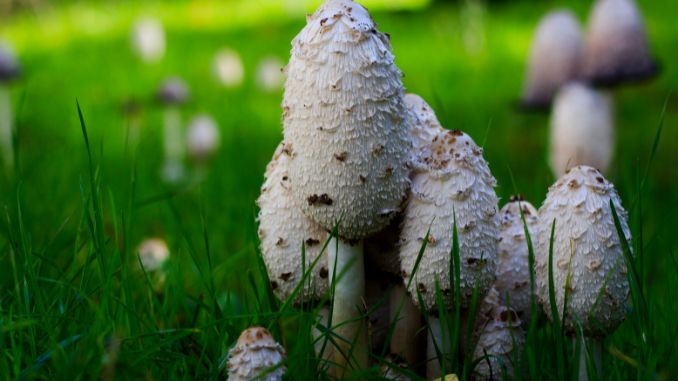 Coprinus comatus