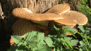 Pheasant back mushroom 