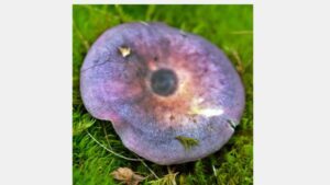 Russula cyanoxantha appearance