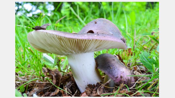 Russula cyanoxantha benefits and side effects