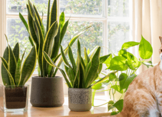 Are snake plant toxic to cats