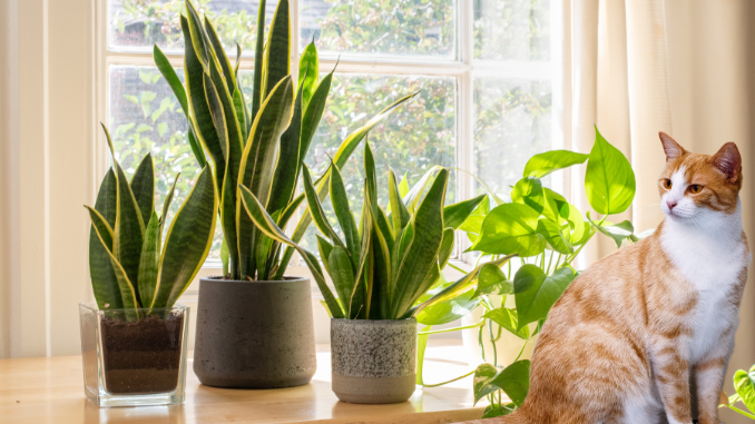 Are plant toxic to cats? - Research on Plants, Nutrition, Tea & Superfoods