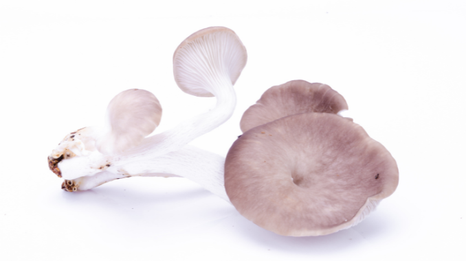 Pleurotus sajor-caju