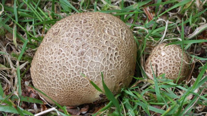 Puffball mushrooms