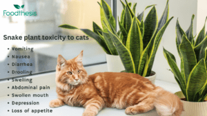Snake plant toxicity to cats