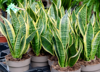 Snake plant brown spots