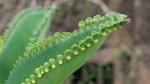 Kalanchoe pinnata plant