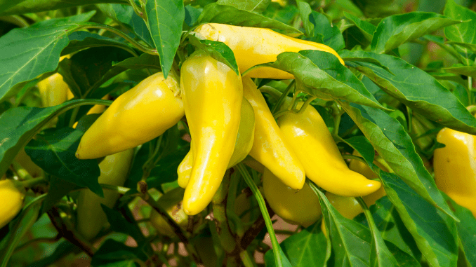 Banana peppers